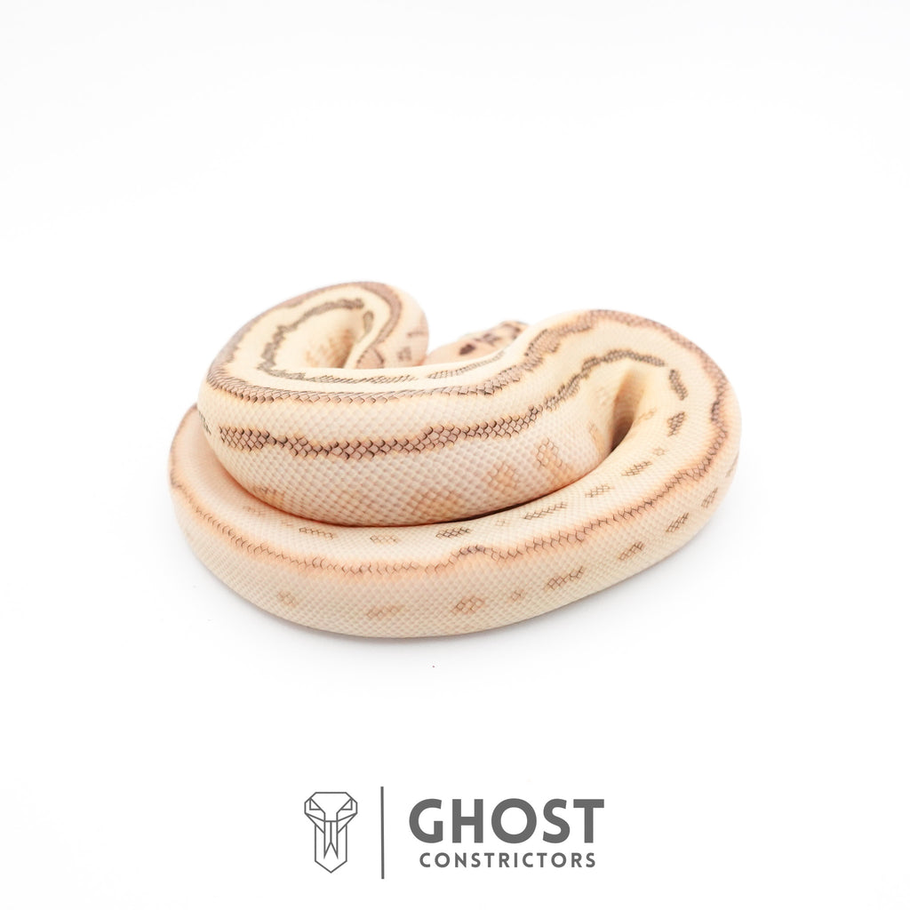 Spotnose Lesser Clown Ball Python — Male, 2026 hatch, captive-bred by Ghost Constrictors
