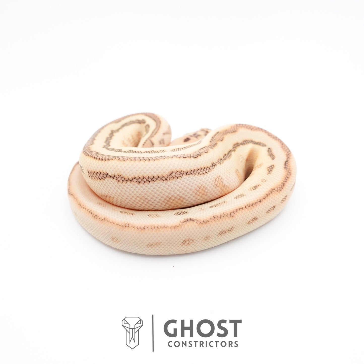 Spotnose Lesser Clown Ball Python