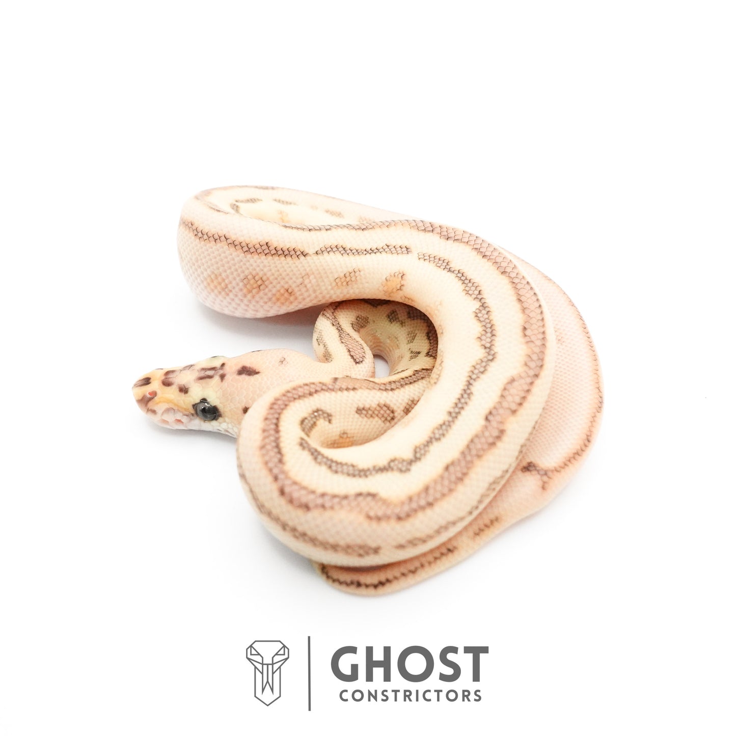 Spotnose Lesser Clown Ball Python