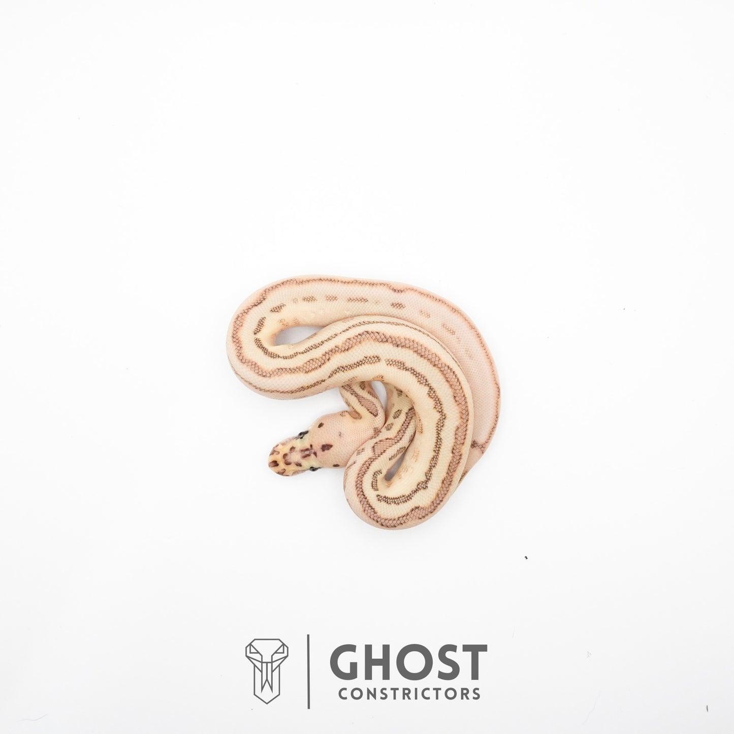 Spotnose Lesser Clown Ball Python