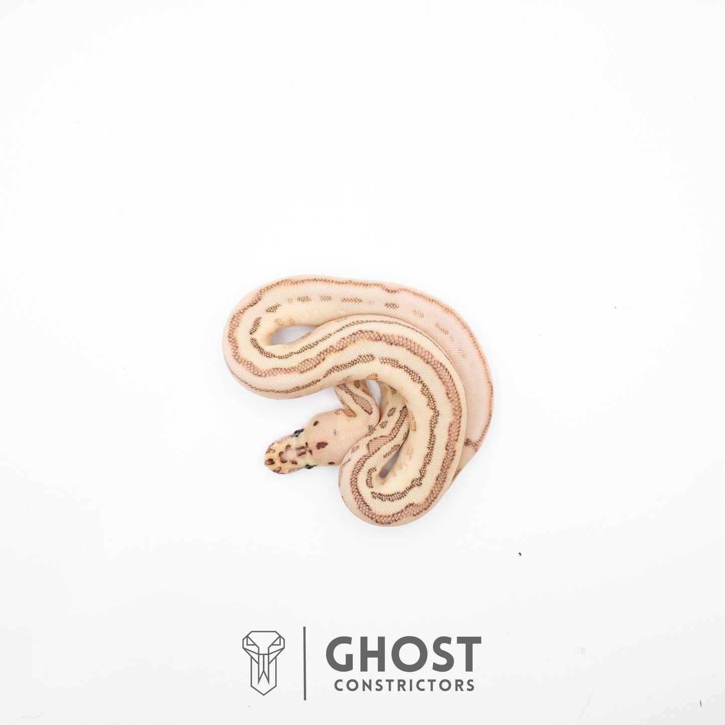 Spotnose Lesser Clown Ball Python