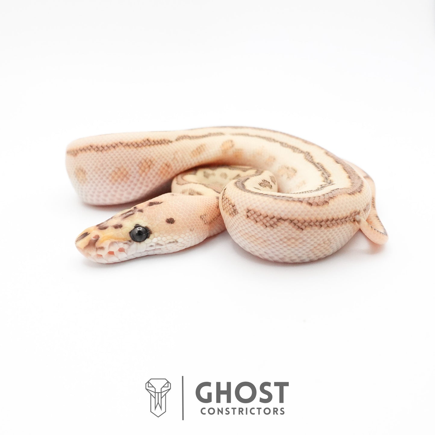 Spotnose Lesser Clown Ball Python