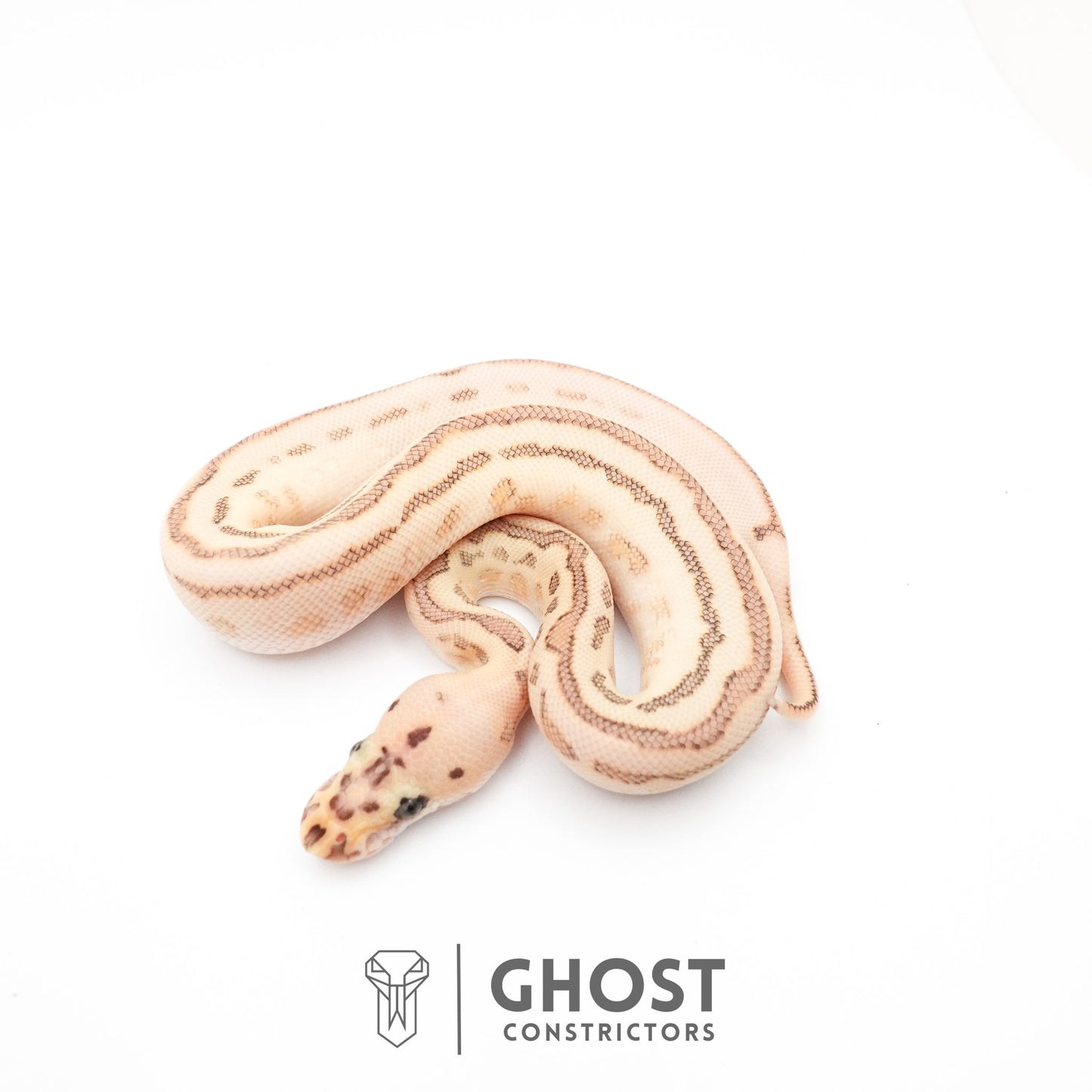 Spotnose Lesser Clown Ball Python