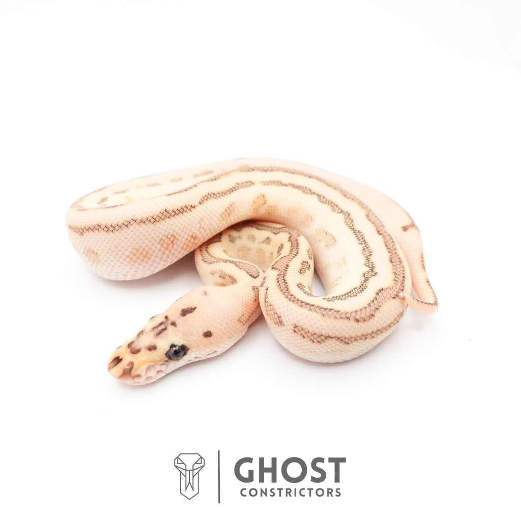 Spotnose Lesser Clown Ball Python — Male, 2026 hatch, captive-bred by Ghost Constrictors
