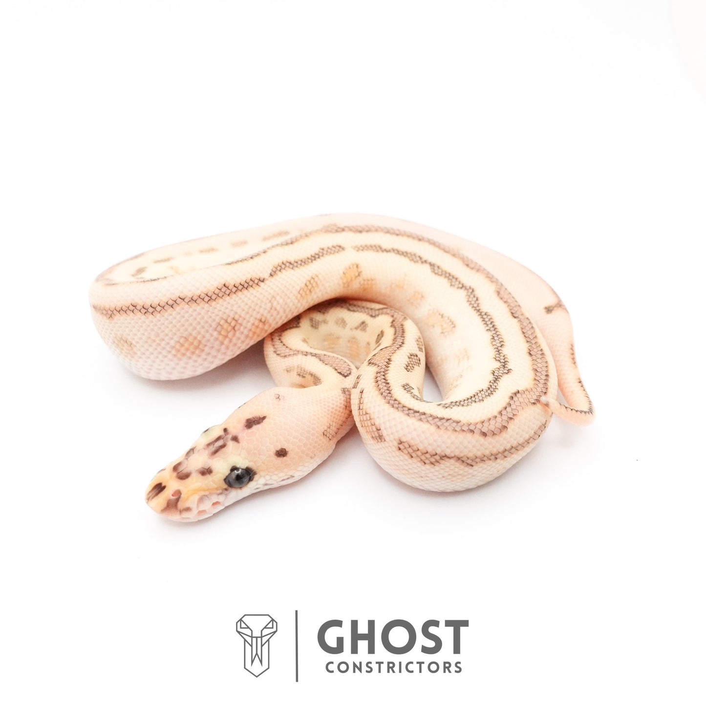 Spotnose Lesser Clown Ball Python