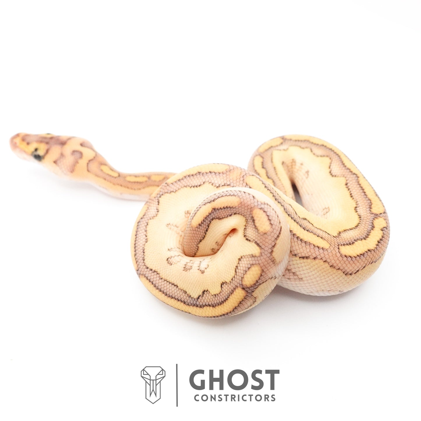 Lesser Clown Ball Python