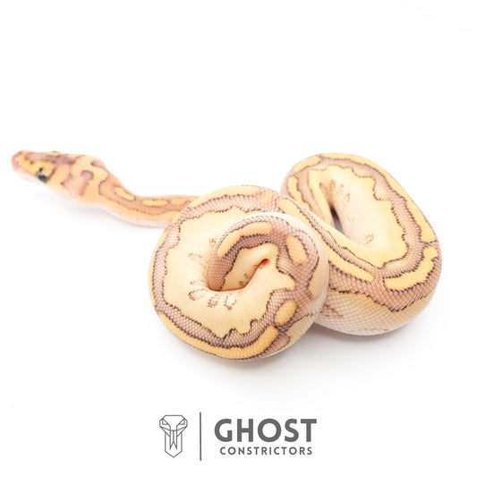 Lesser Clown Ball Python