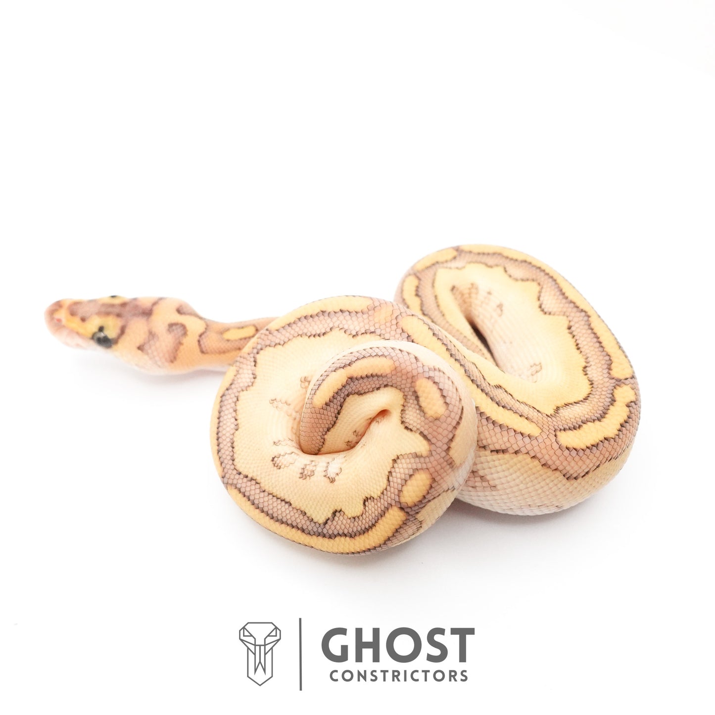 Lesser Clown Ball Python