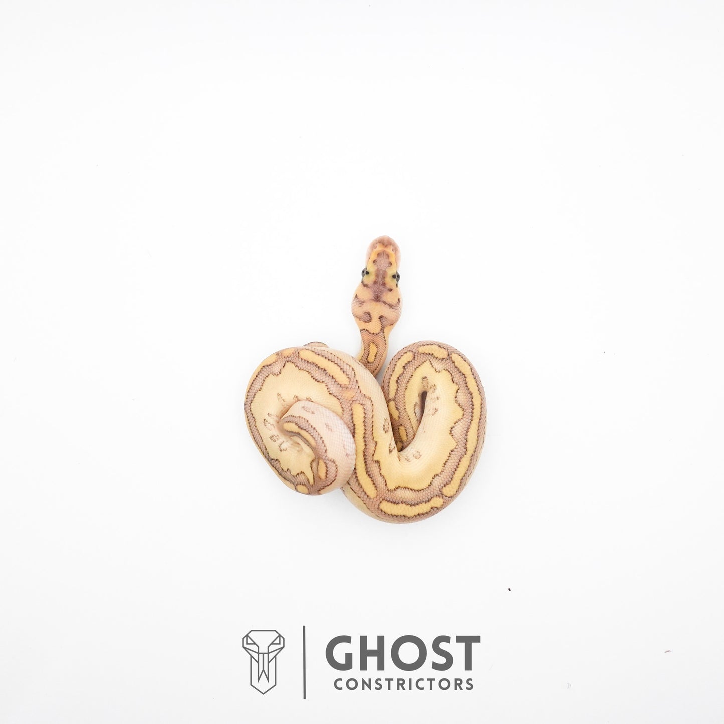 Lesser Clown Ball Python