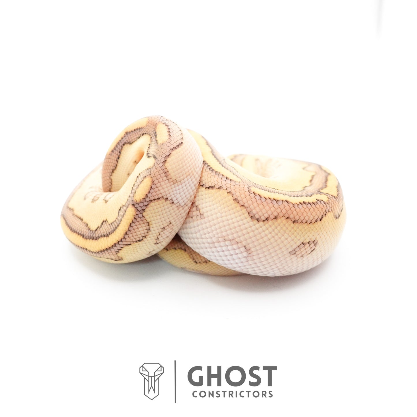 Lesser Clown Ball Python