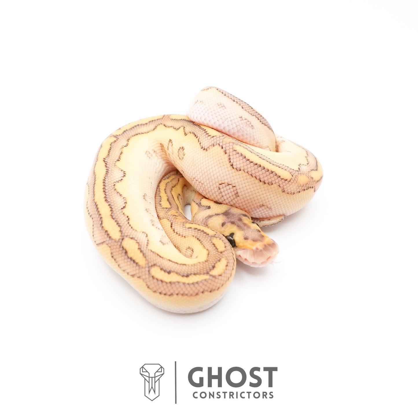 Lesser Clown Ball Python