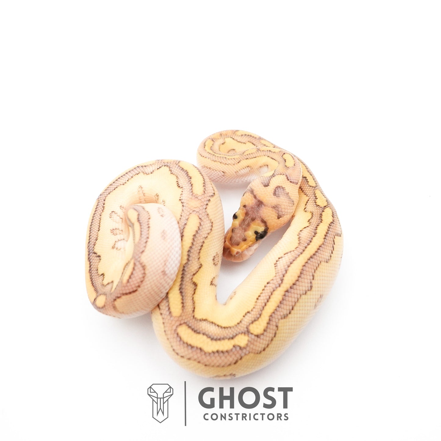 Lesser Clown Ball Python