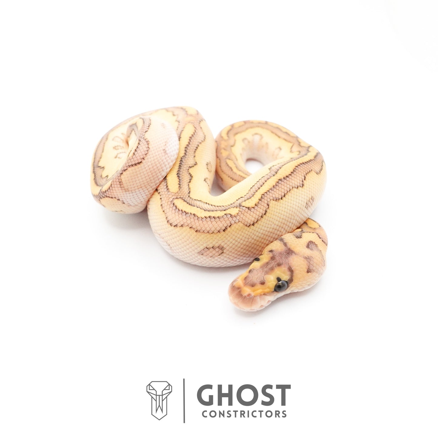 Lesser Clown Ball Python