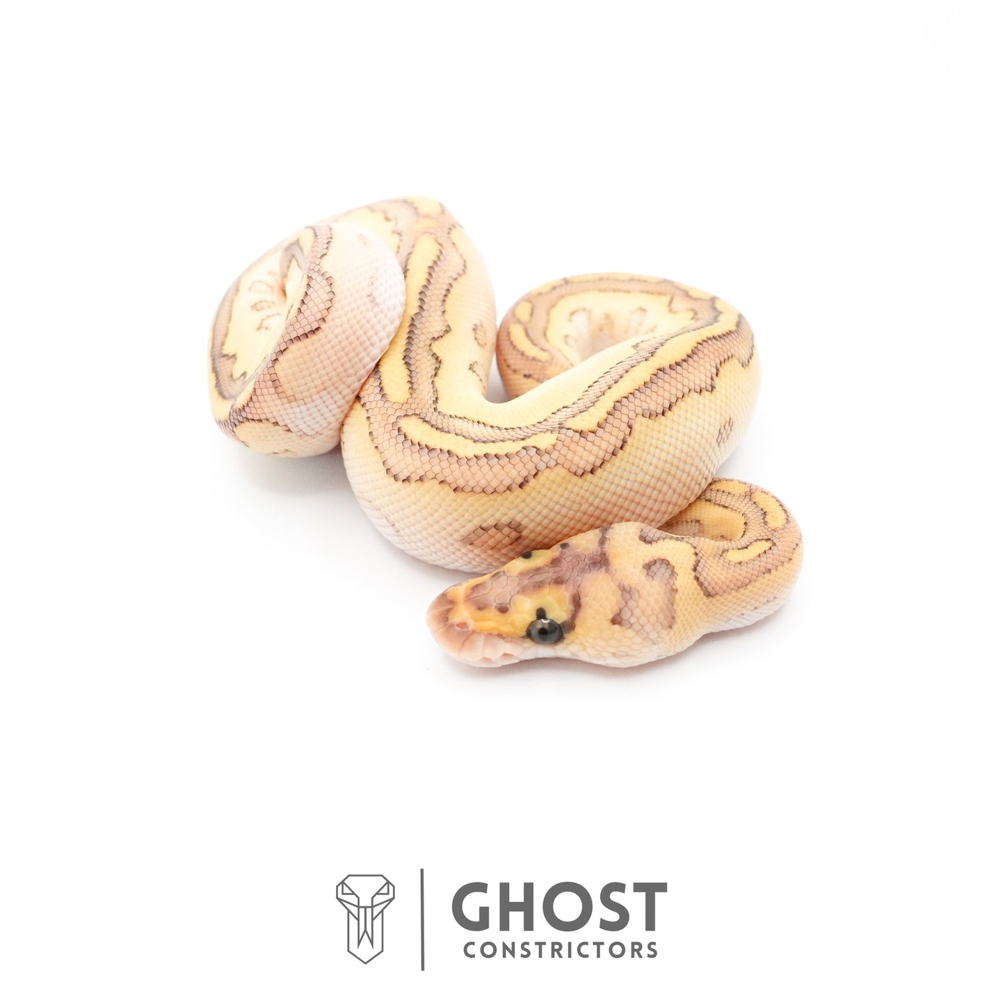 Lesser Clown Ball Python