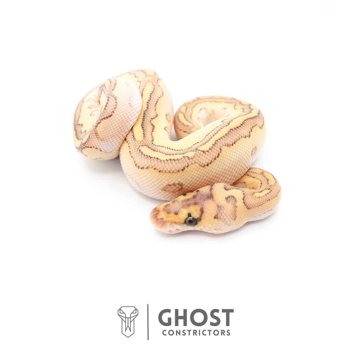 Lesser Clown Ball Python — Female, 2026 hatch, captive-bred by Ghost Constrictors