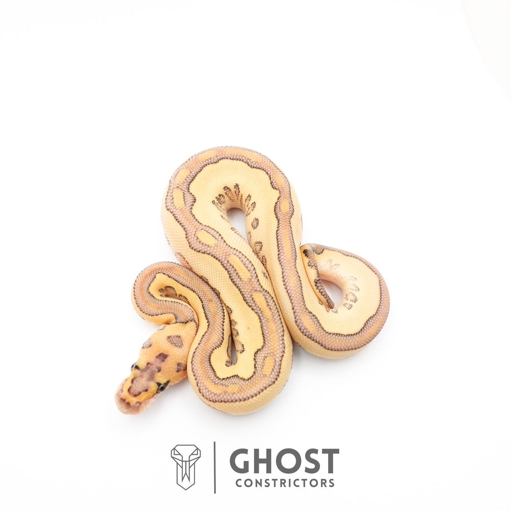 Lesser Clown Ball Python — Female, 2026 hatch, captive-bred by Ghost Constrictors