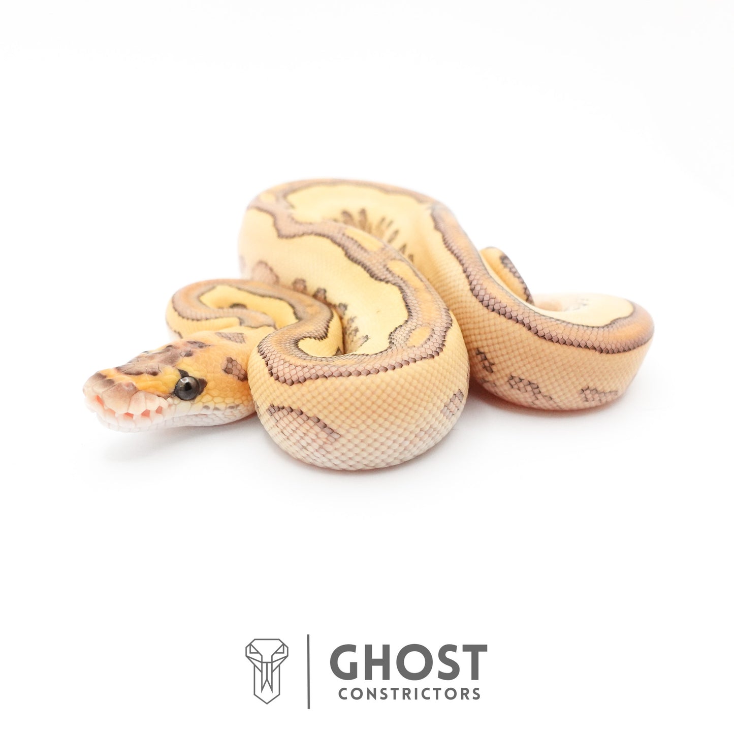 Lesser Clown Ball Python