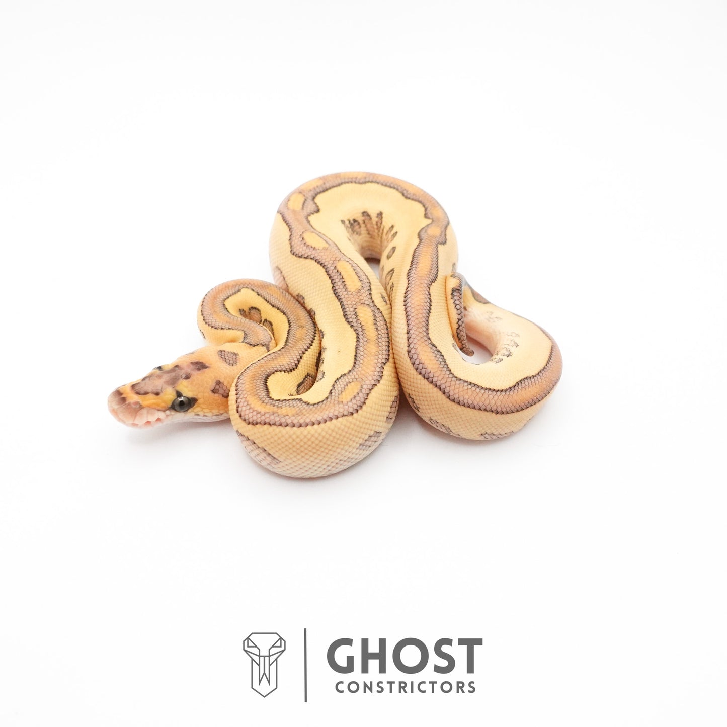 Lesser Clown Ball Python