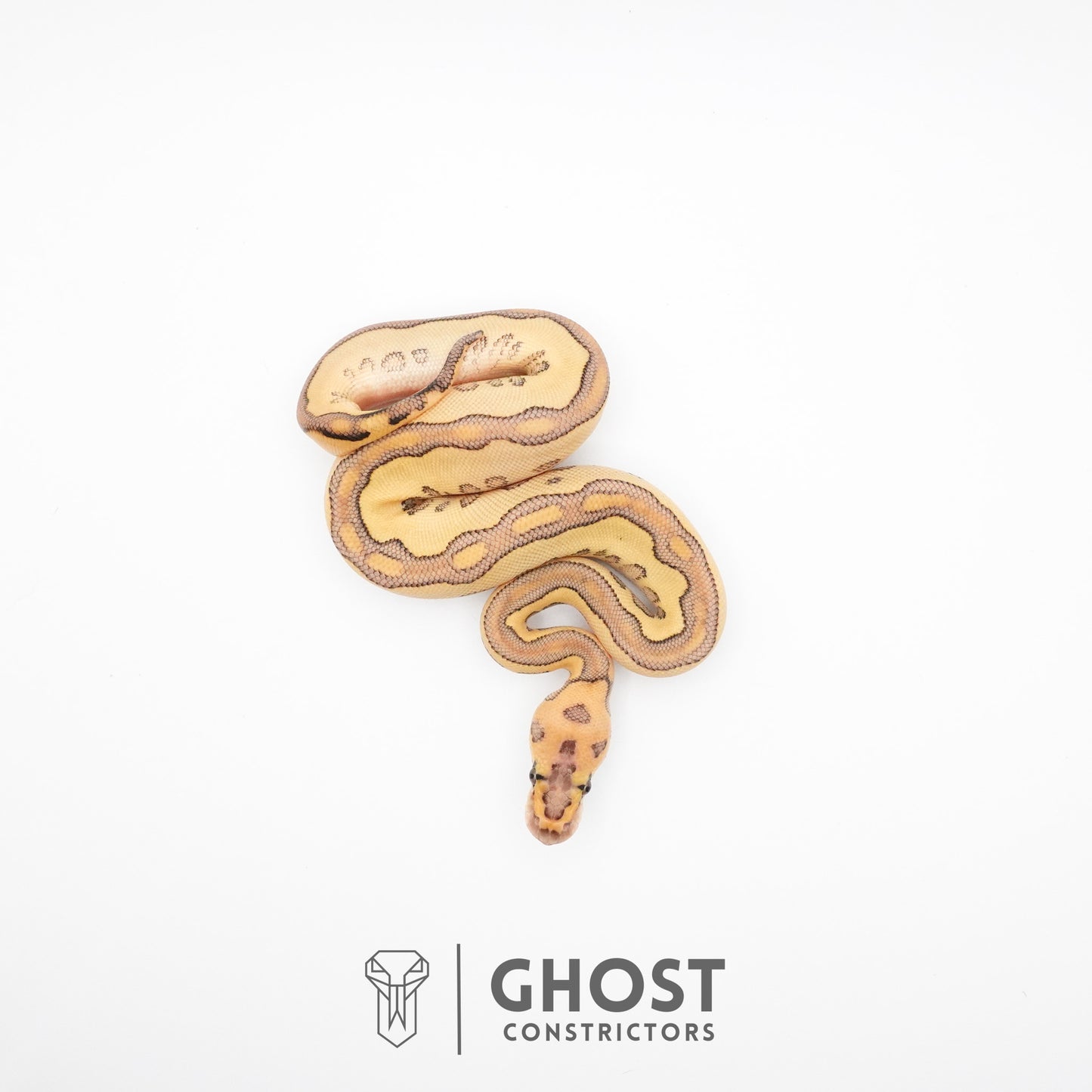 Lesser Clown Ball Python
