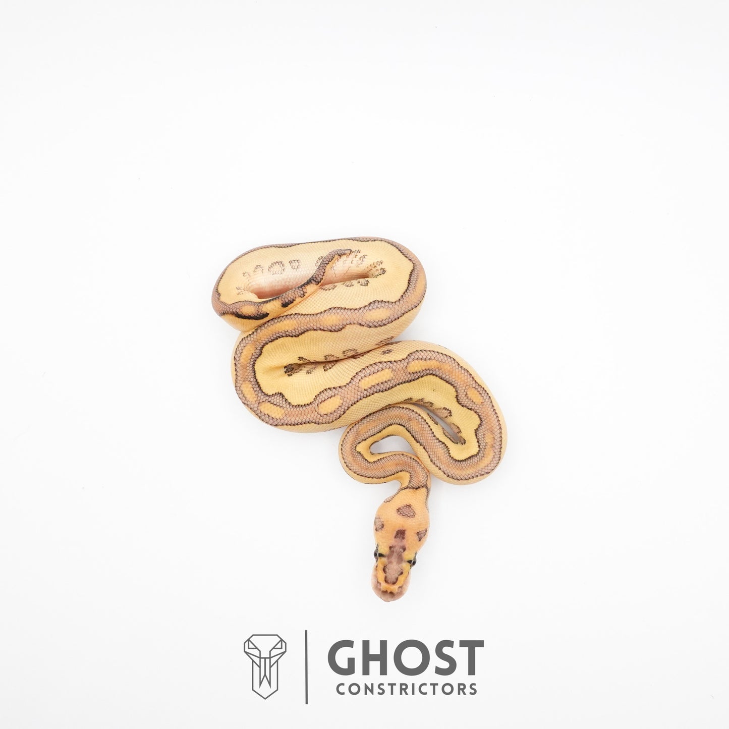 Lesser Clown Ball Python