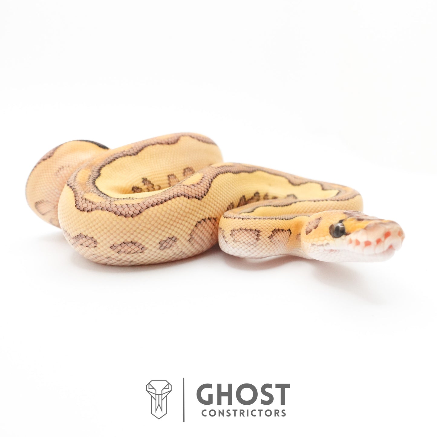 Lesser Clown Ball Python