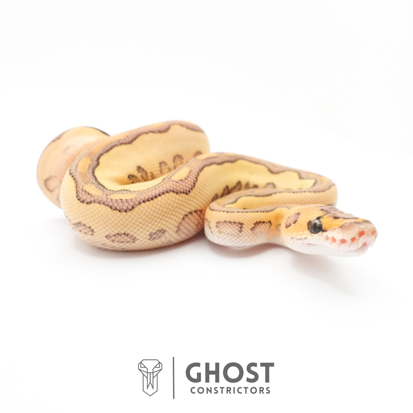 Lesser Clown Ball Python