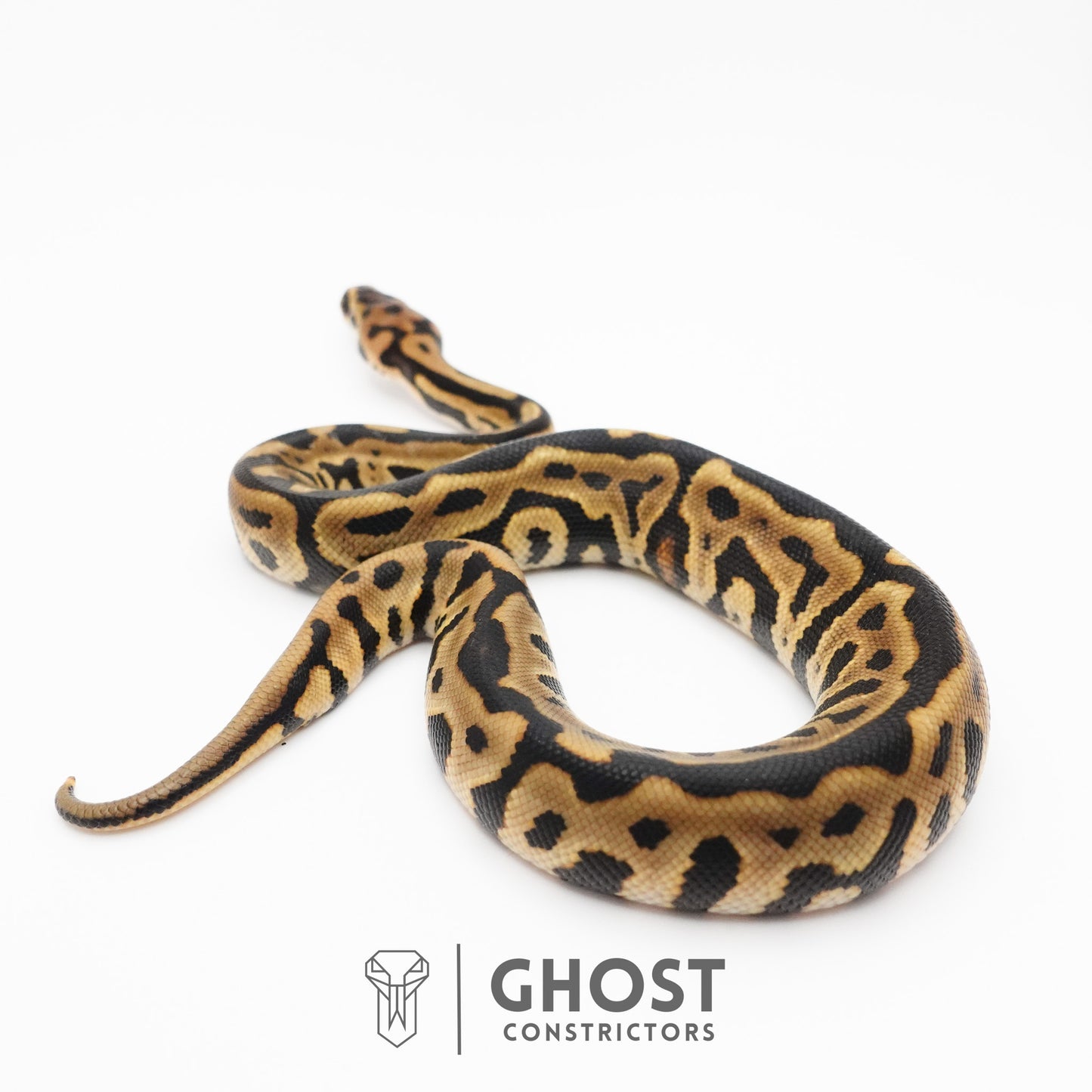 Spotnose Leopard Het Clown Ball Python