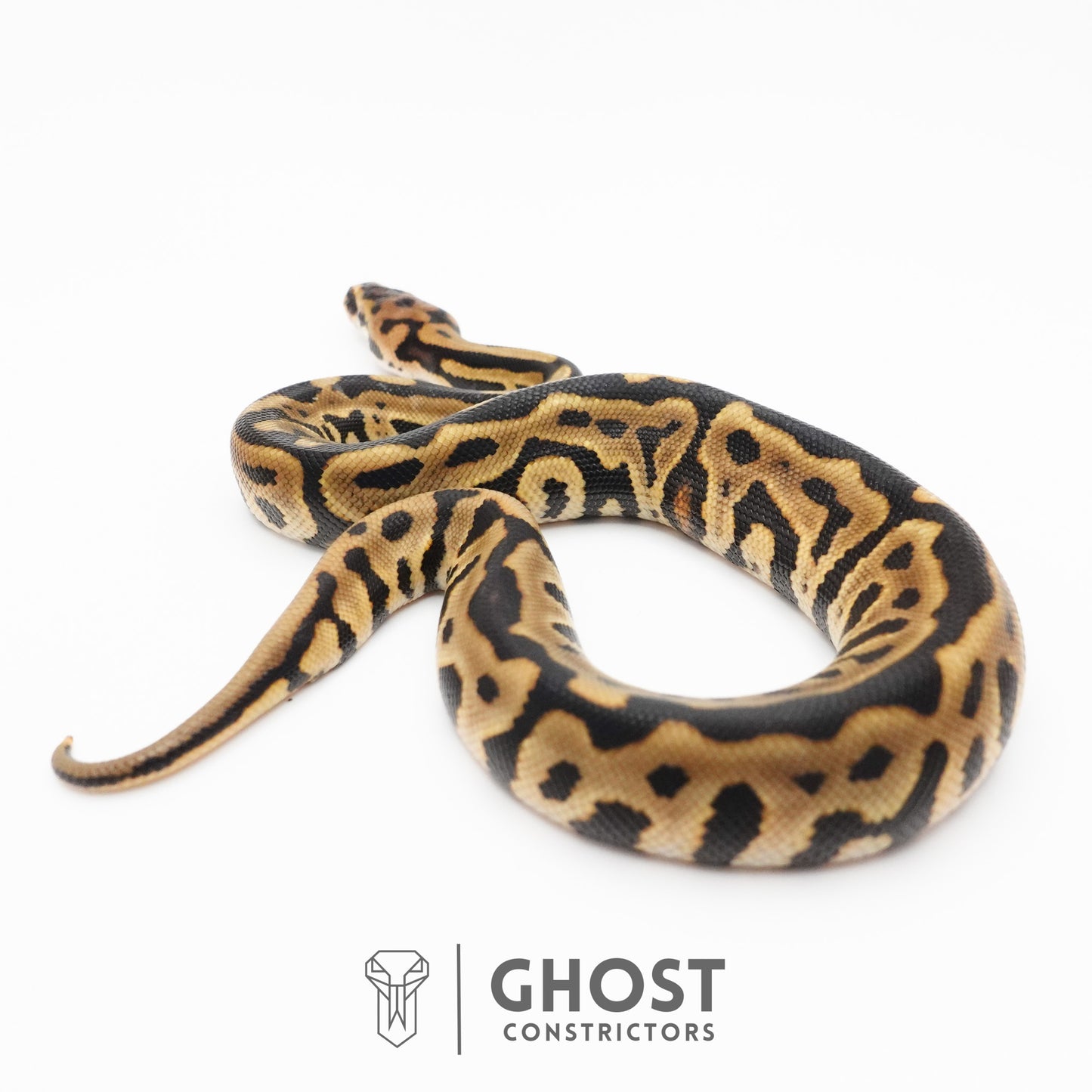 Spotnose Leopard Het Clown Ball Python