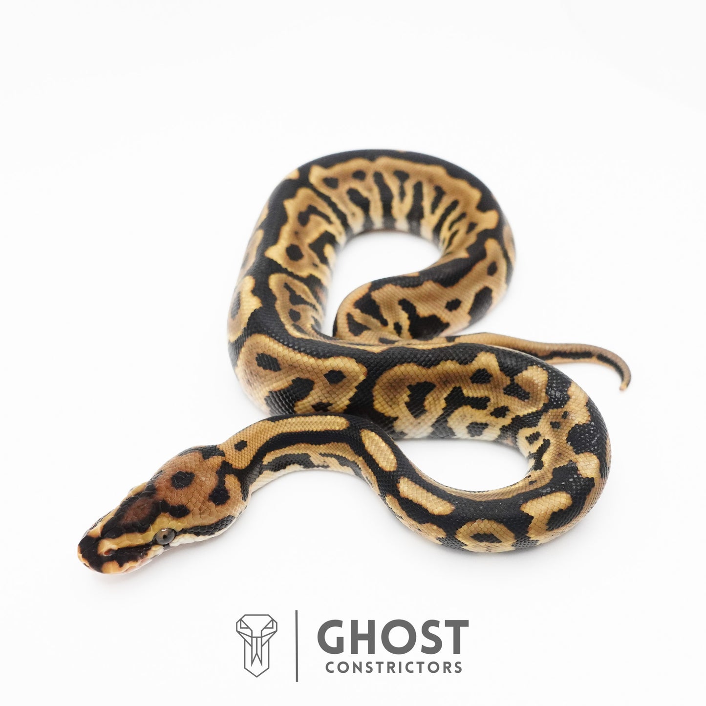 Spotnose Leopard Het Clown Ball Python
