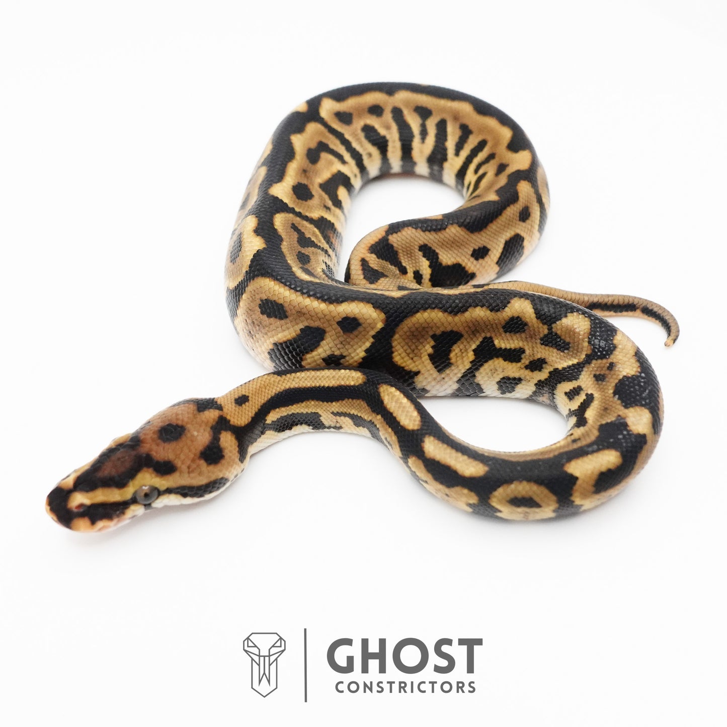 Spotnose Leopard Het Clown Ball Python