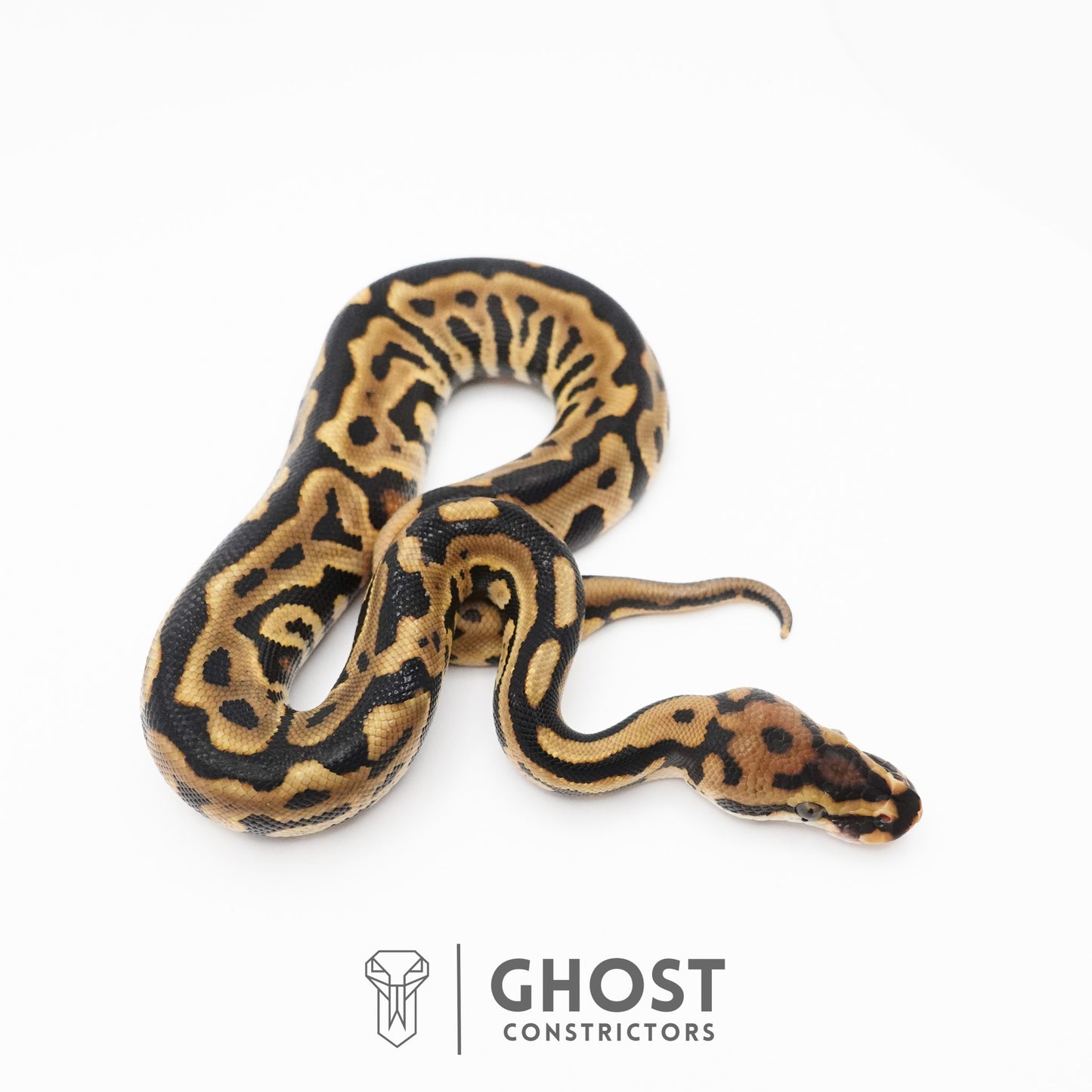 Spotnose Leopard Het Clown Ball Python