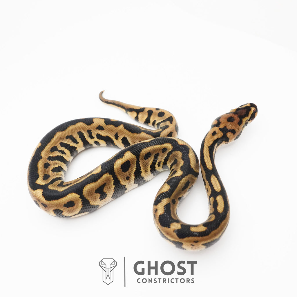 Spotnose Leopard Het Clown Ball Python — Male, 2026 hatch, captive-bred by Ghost Constrictors