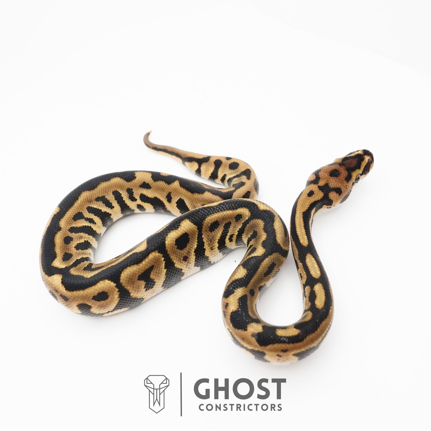 Spotnose Leopard Het Clown Ball Python