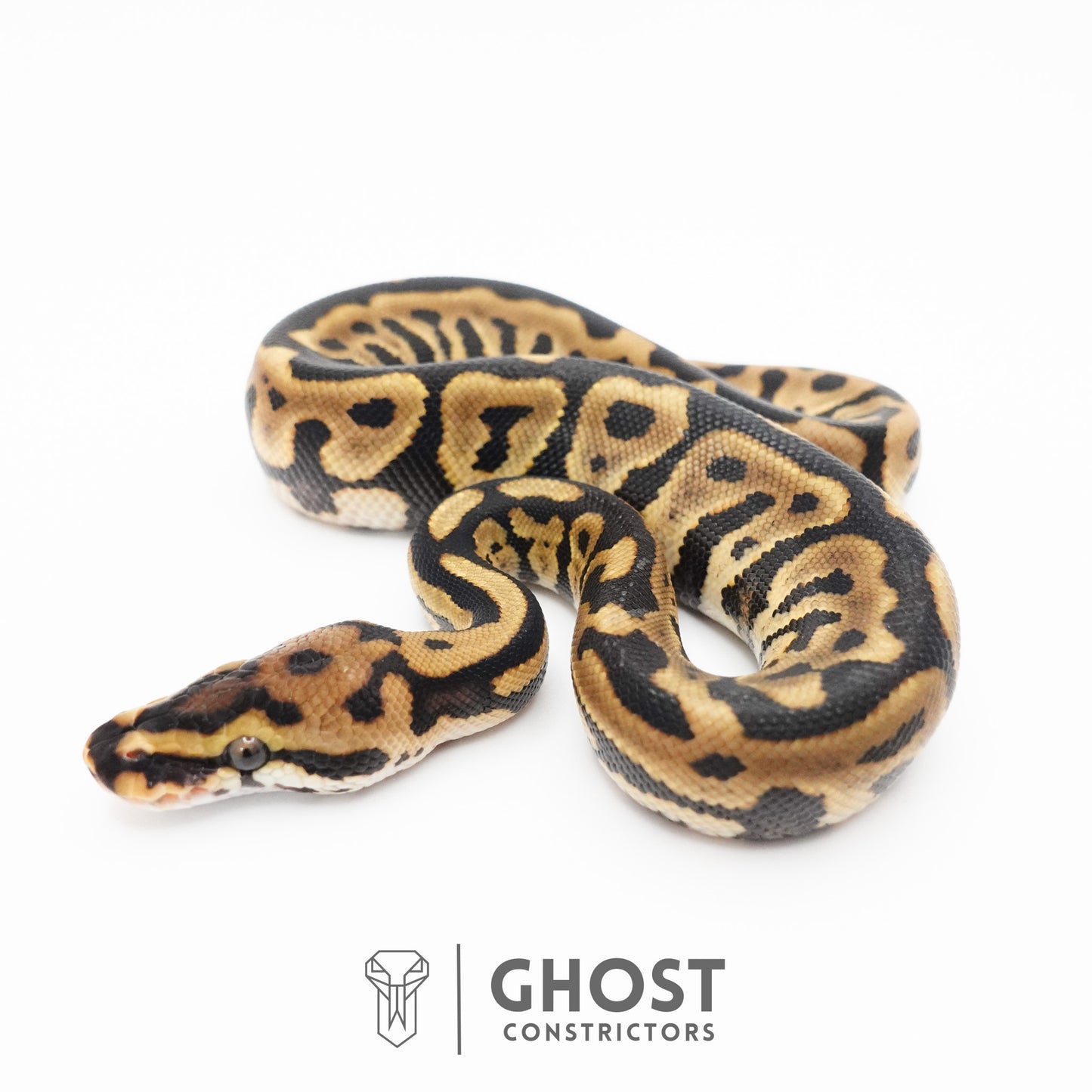 Spotnose Leopard Het Clown Ball Python