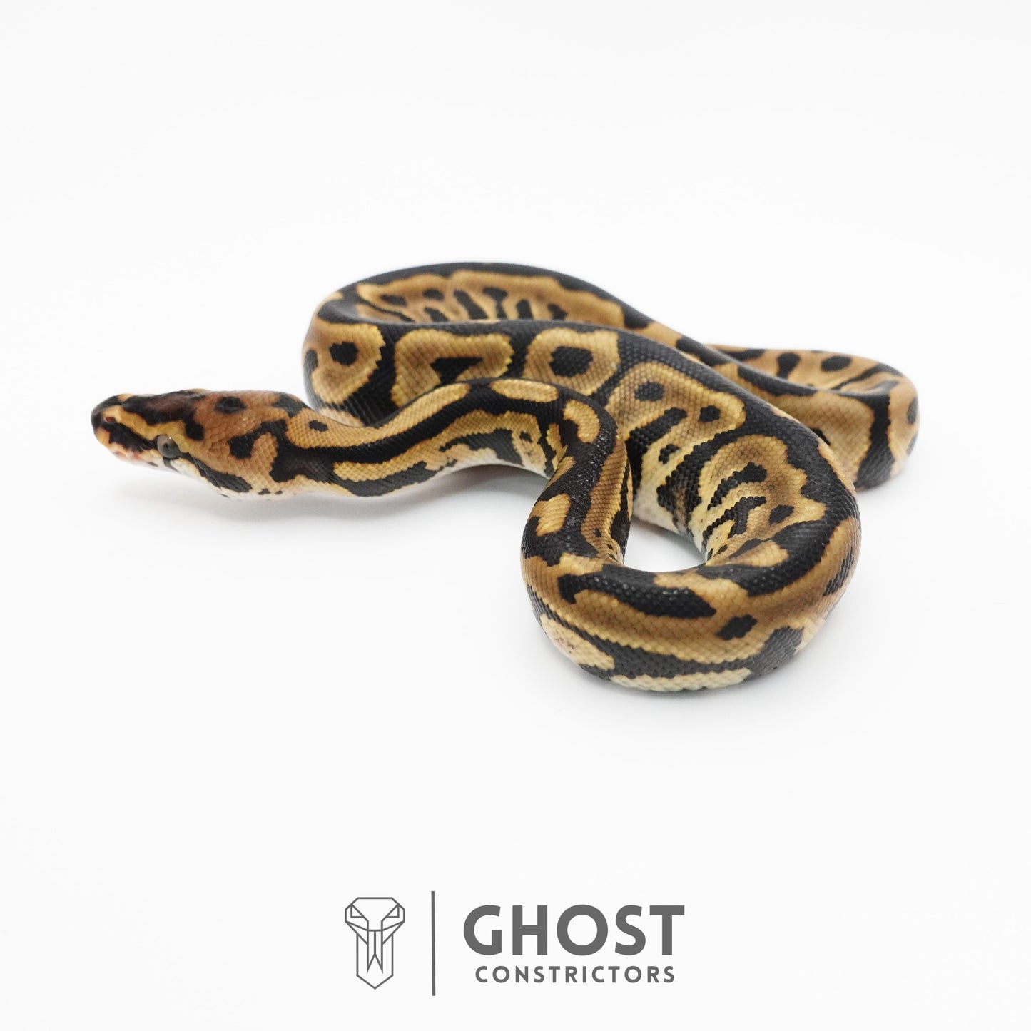 Spotnose Leopard Het Clown Ball Python