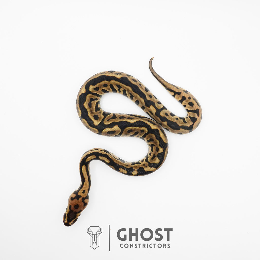 Spotnose Leopard Het Clown Ball Python — Male, 2026 hatch, captive-bred by Ghost Constrictors