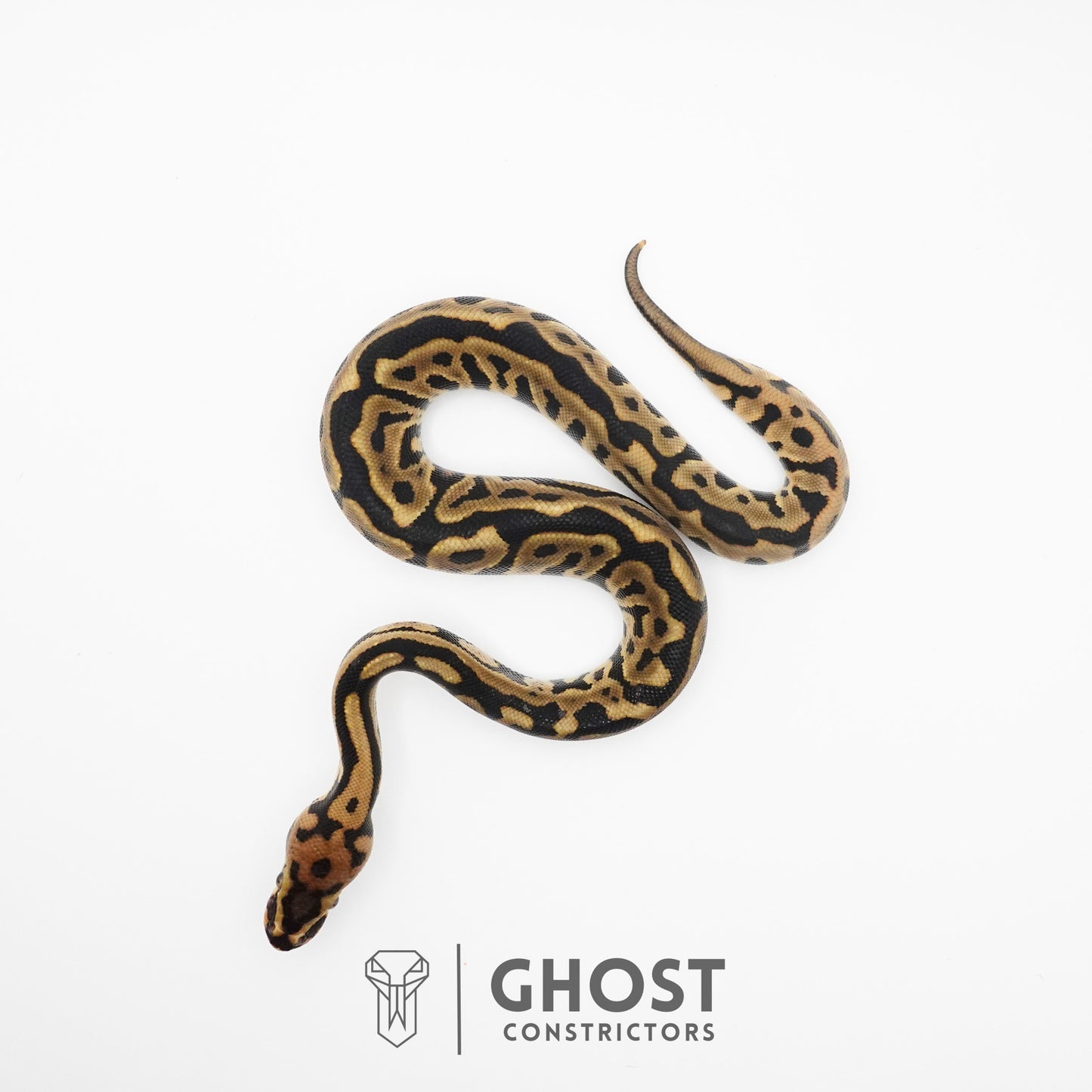 Spotnose Leopard Het Clown Ball Python