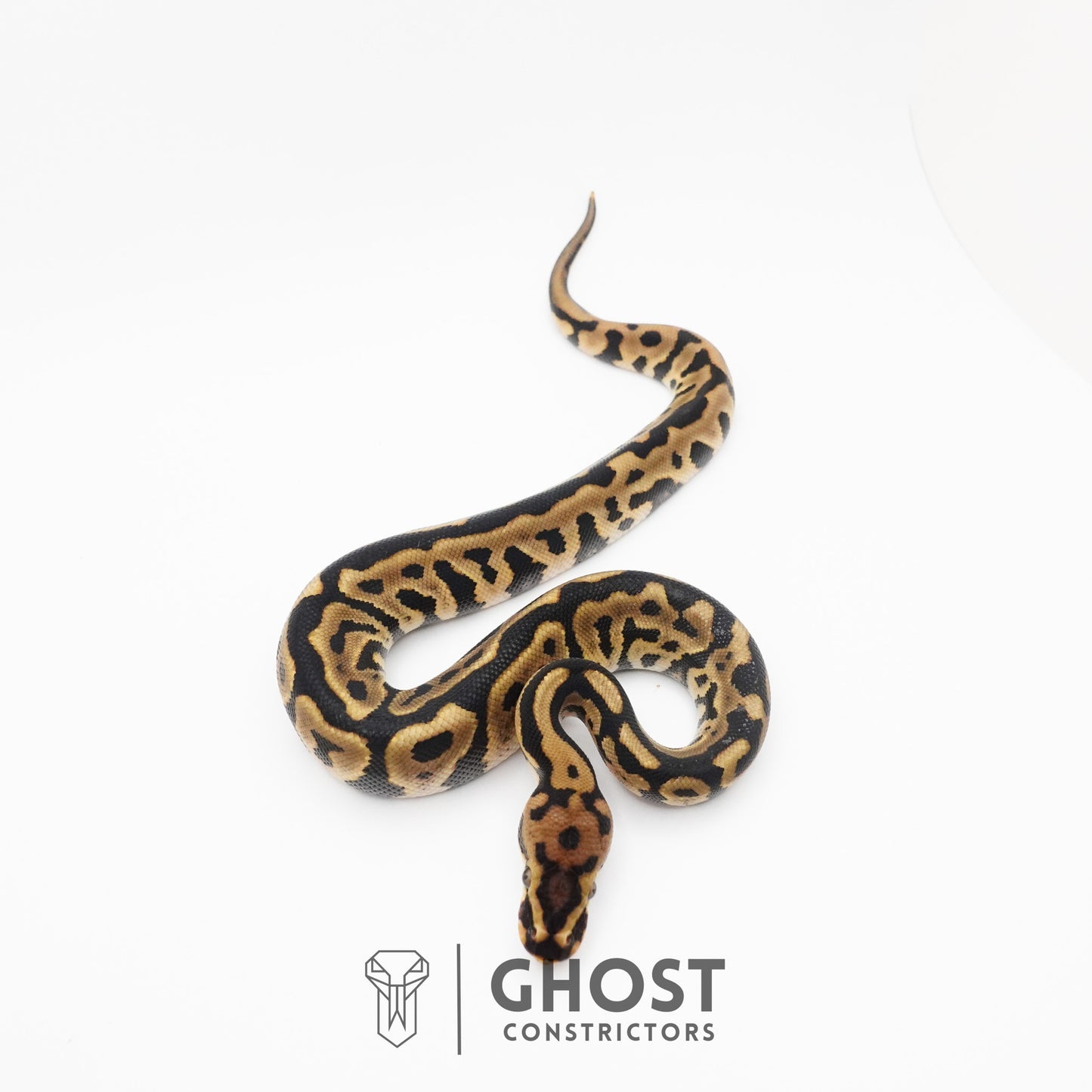 Spotnose Leopard Het Clown Ball Python