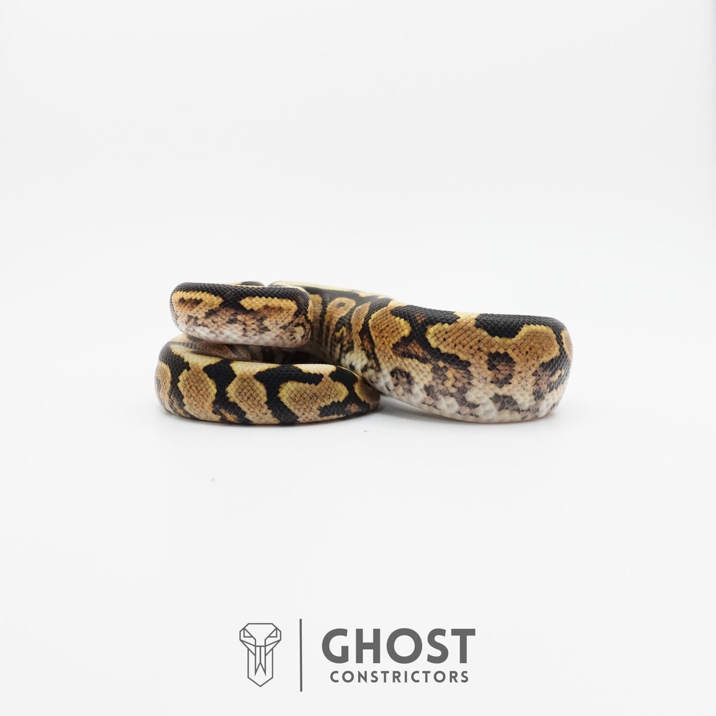 Spotnose Het Clown Ball Python