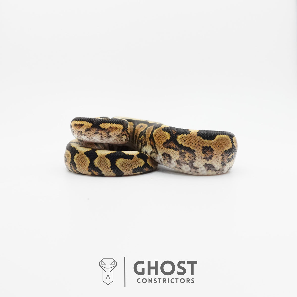 Spotnose Het Clown Ball Python — Female, 2026 hatch, captive-bred by Ghost Constrictors