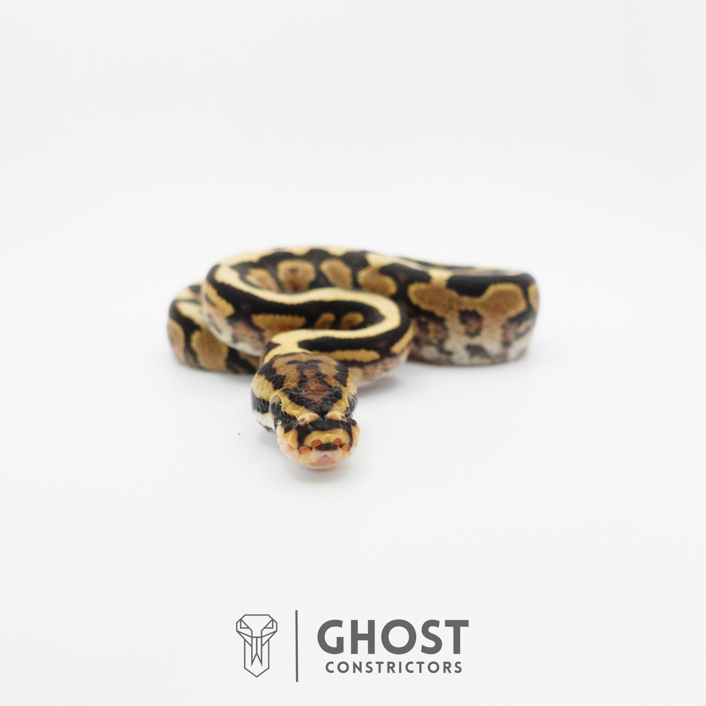 Spotnose Het Clown Ball Python