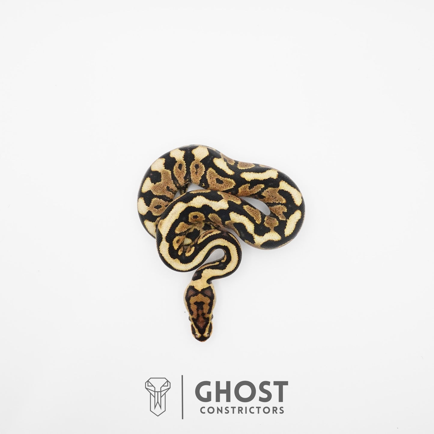 Spotnose Het Clown Ball Python