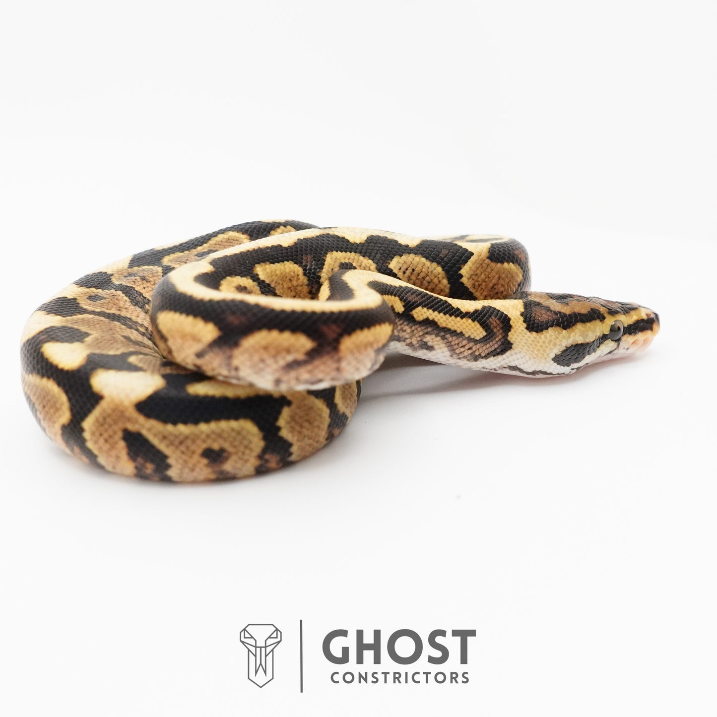 Spotnose Het Clown Ball Python