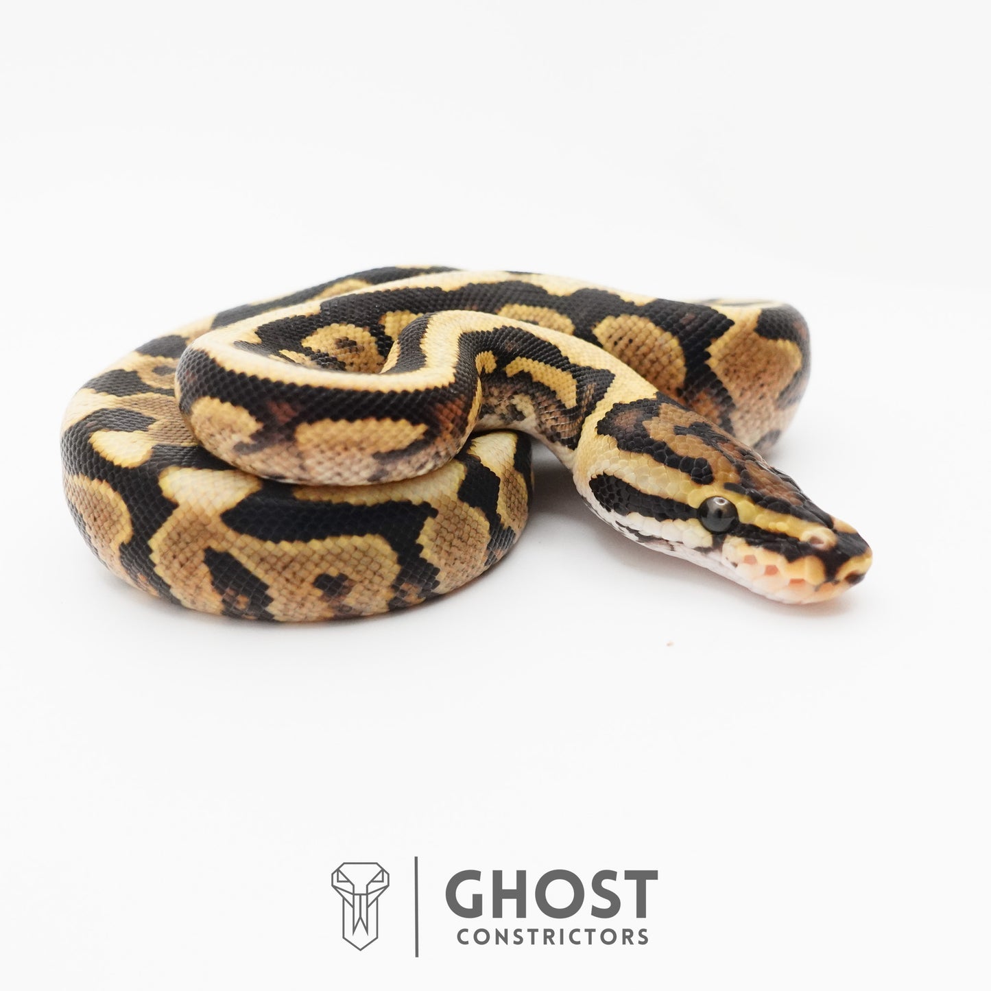 Spotnose Het Clown Ball Python