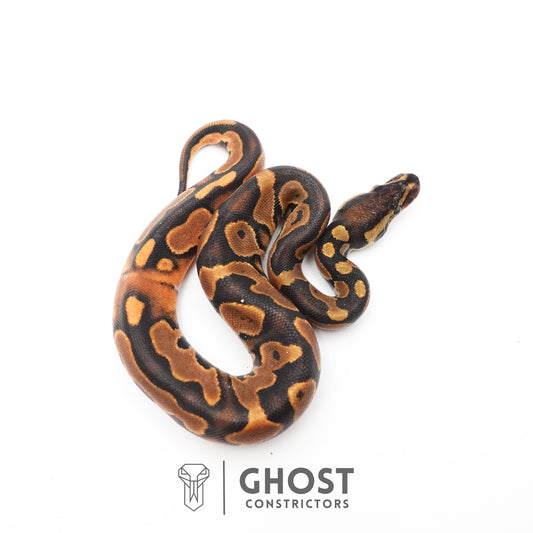 Black Pastel Enchi Het Piebald Ball Python — Male, 2026 hatch, captive-bred by Ghost Constrictors