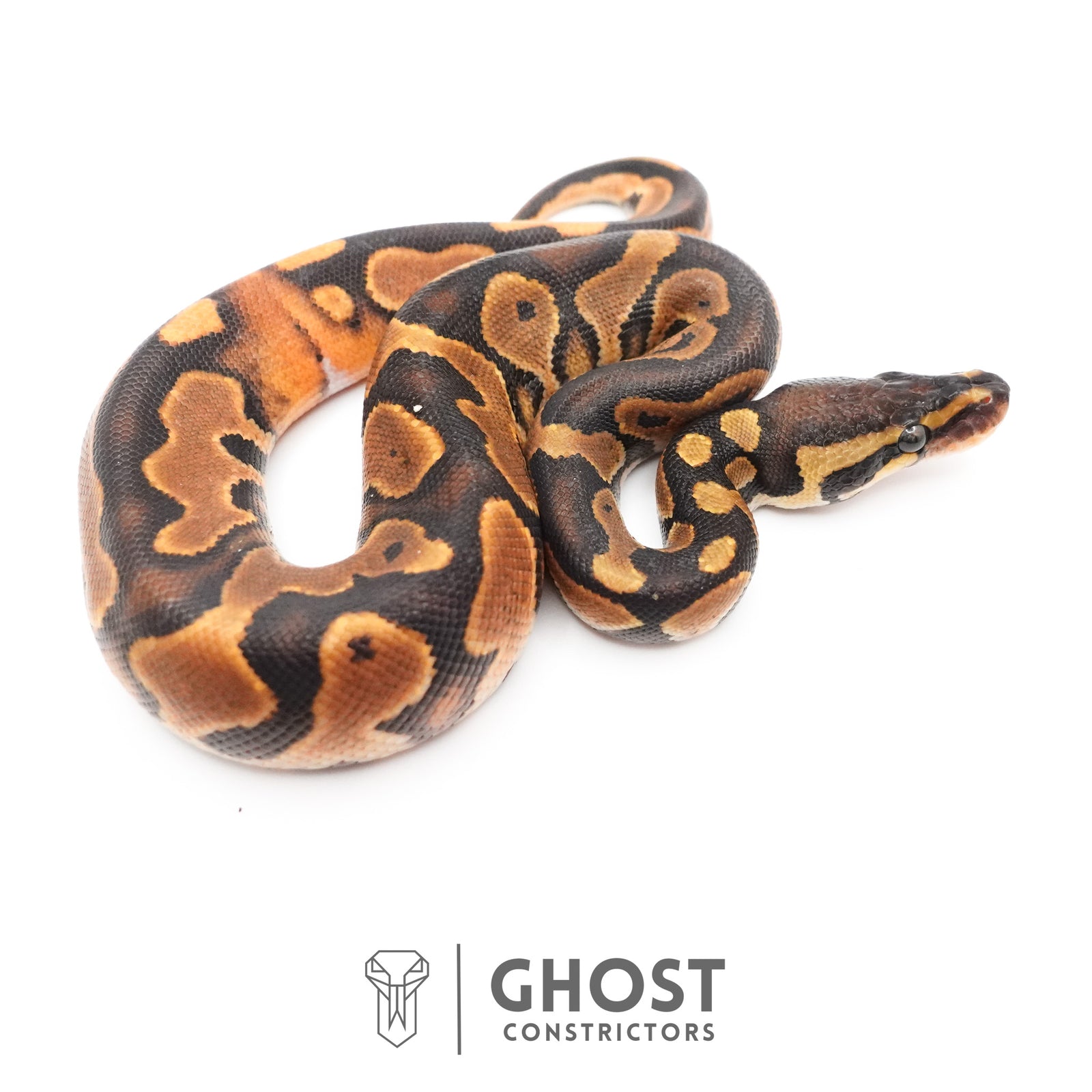 Black Pastel Enchi Het Piebald Ball Python — Male, 2026 hatch, captive-bred by Ghost Constrictors