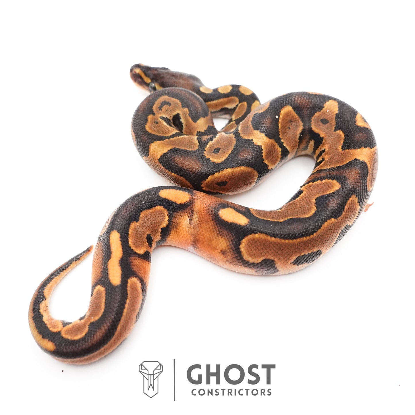 Black Pastel Enchi Het Piebald Ball Python