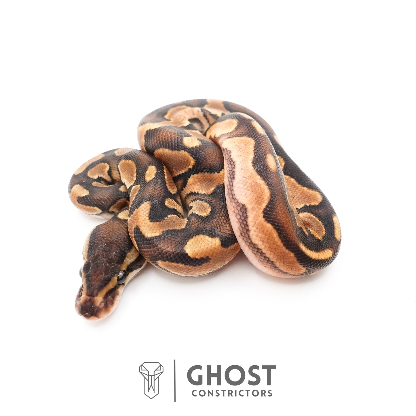 Black Pastel Enchi Het Piebald Ball Python