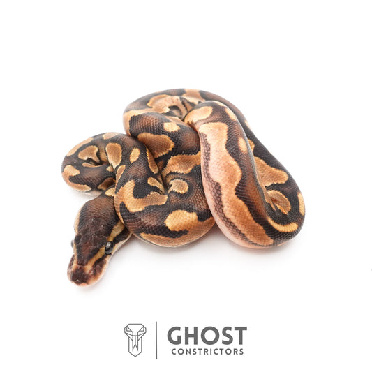 Black Pastel Enchi Het Piebald Ball Python — Female, 2026 hatch, captive-bred by Ghost Constrictors