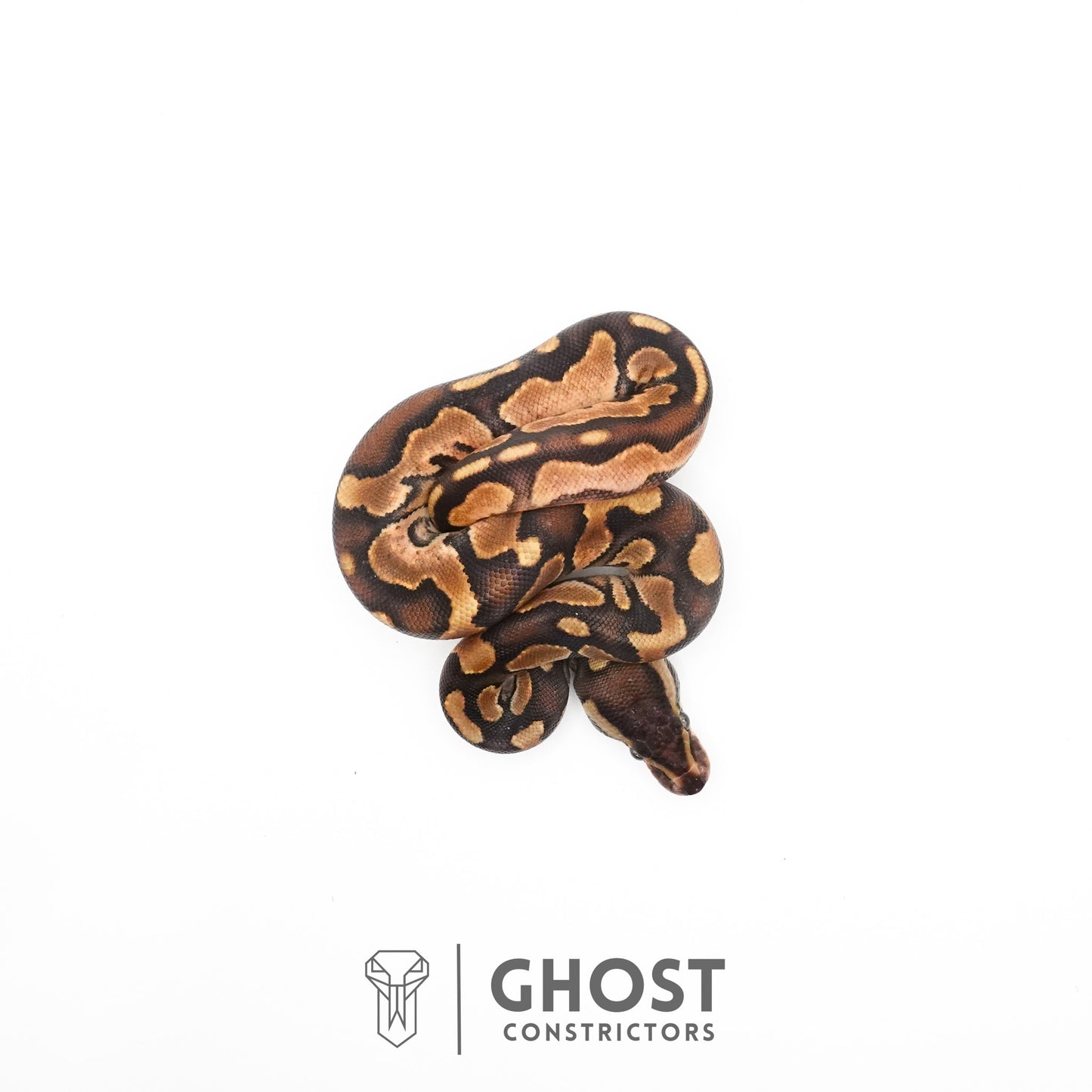 Black Pastel Enchi Het Piebald Ball Python